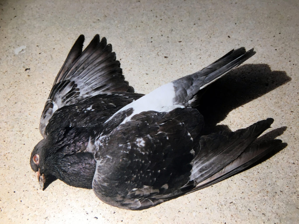 Photo by Mike Higdon