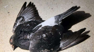 Photo by Mike Higdon