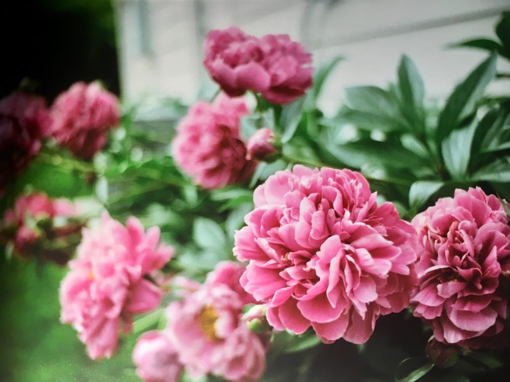 Photo by Mike Higdon