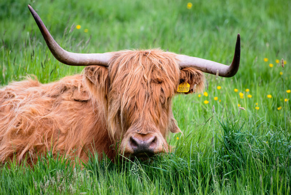 Photo by Mike Higdon